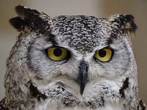 Read more about the article Trump Administration Slashes Spotted Owls’ Habitat