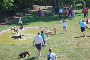 Read more about the article Dog Parks Are Topic Of Hot Discussions In Seattle